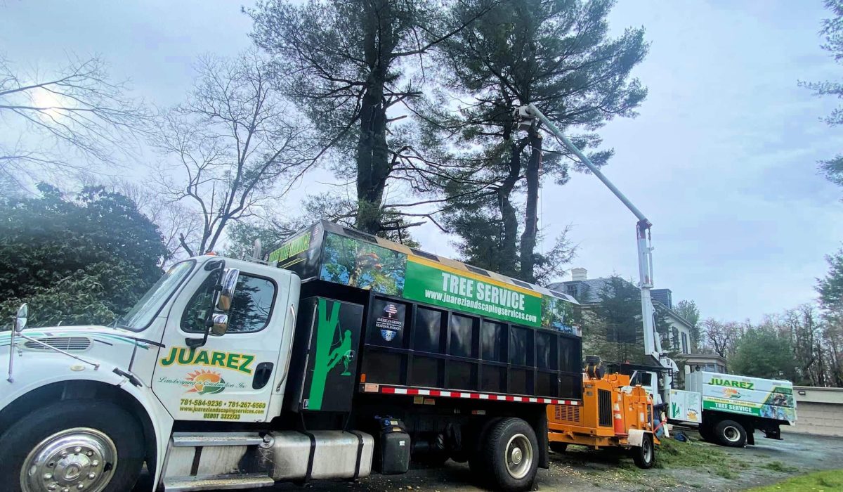 Tree Trimming or Tree Removal