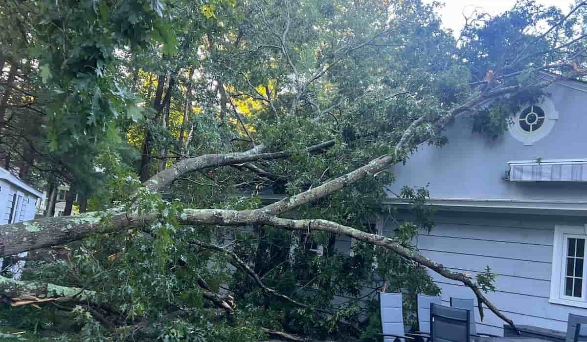 Emergency Tree Service Andover Ma