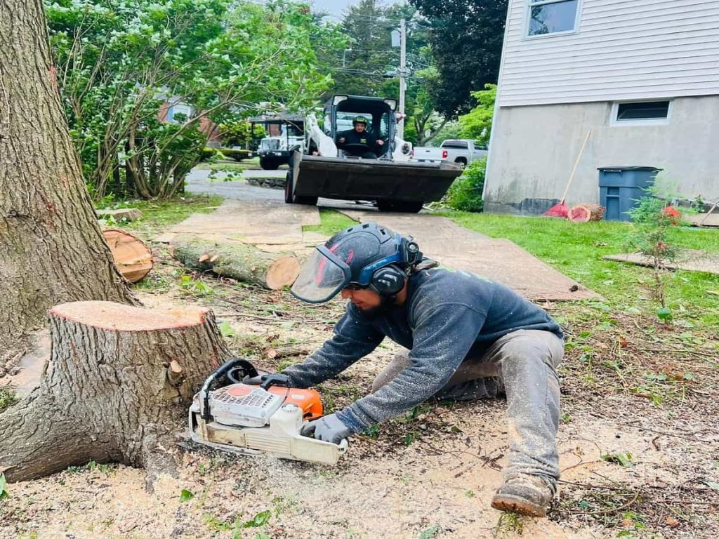 Stump Grinding
