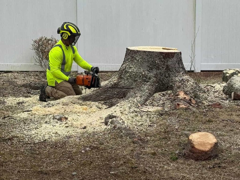 Tree Removal Services in Wilmington