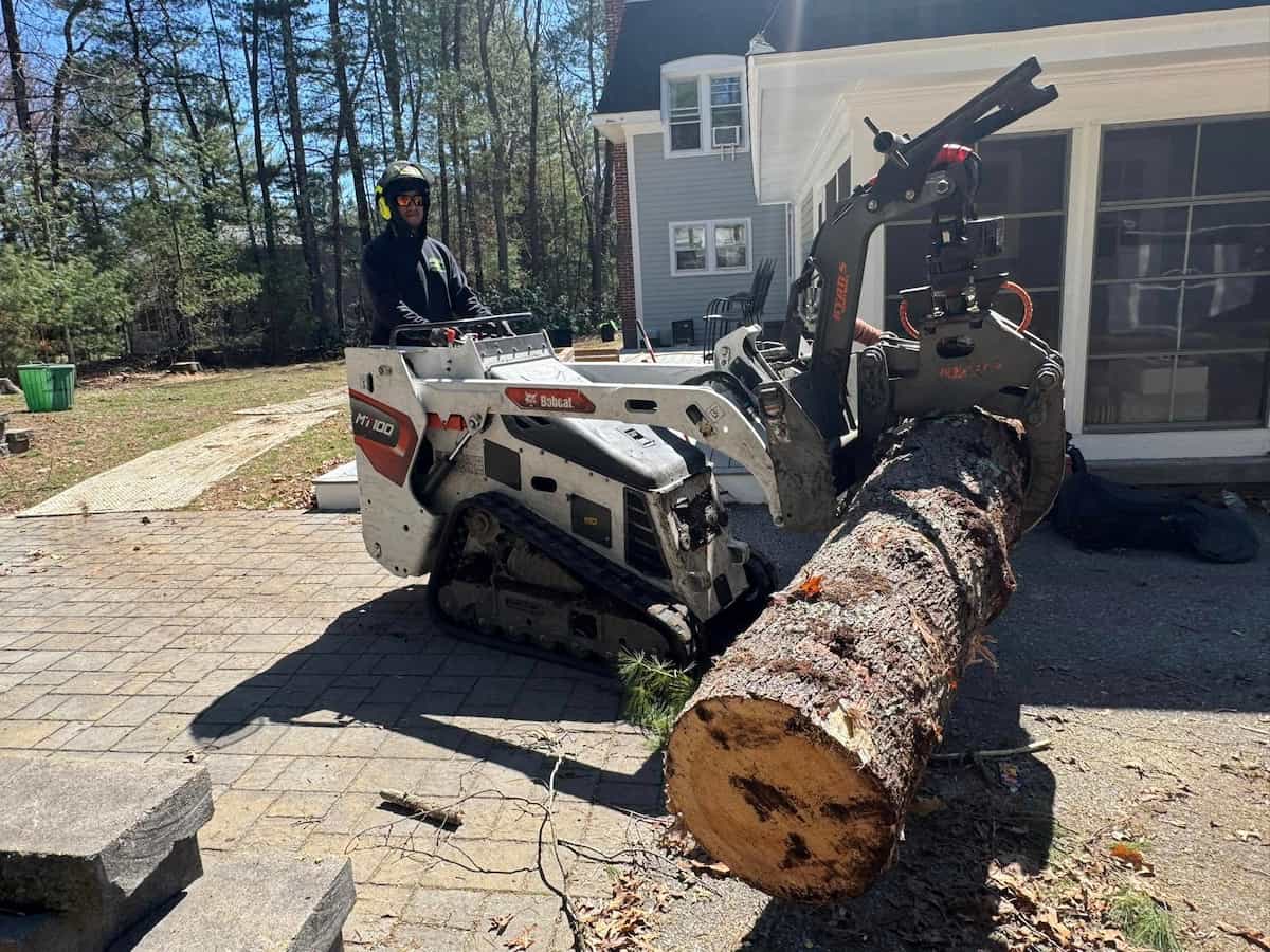 Tree Removal Services in Salem