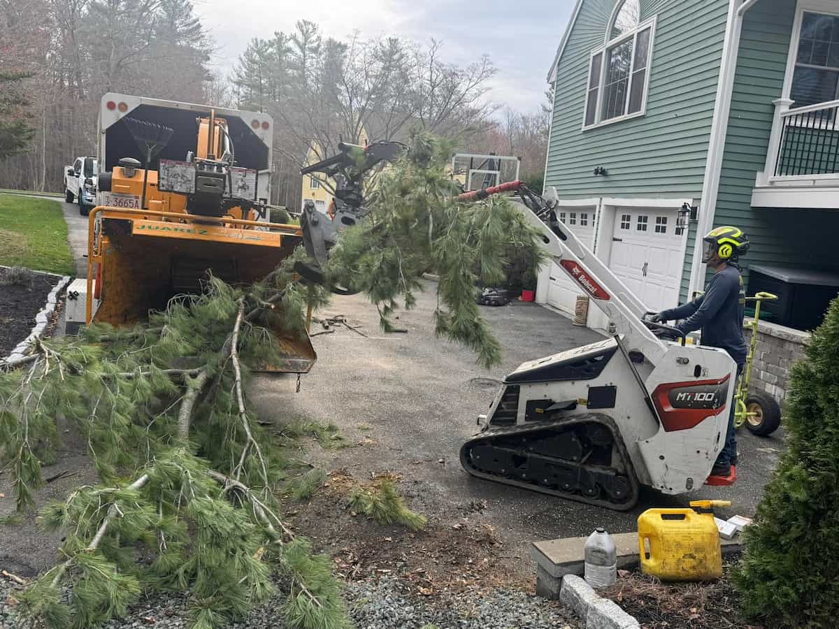 Tree Removal Services in Wenham