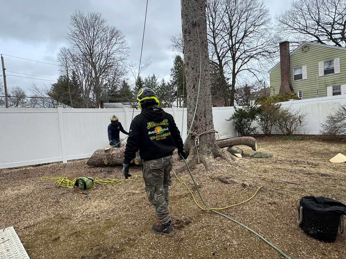 Tree Removal Services in Wilmington