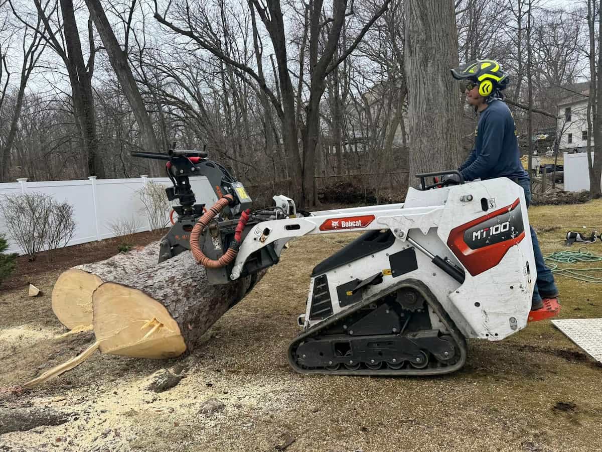 Tree Removal Services in Winchester