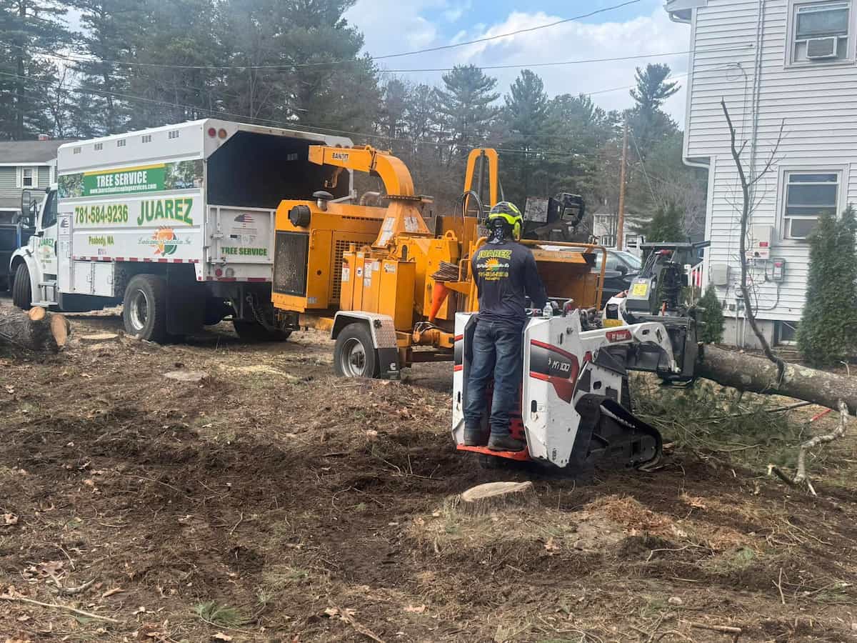 Tree Removal Services in Salem