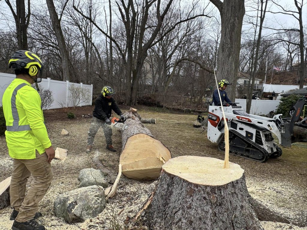 Tree Removal Services in Wilmington