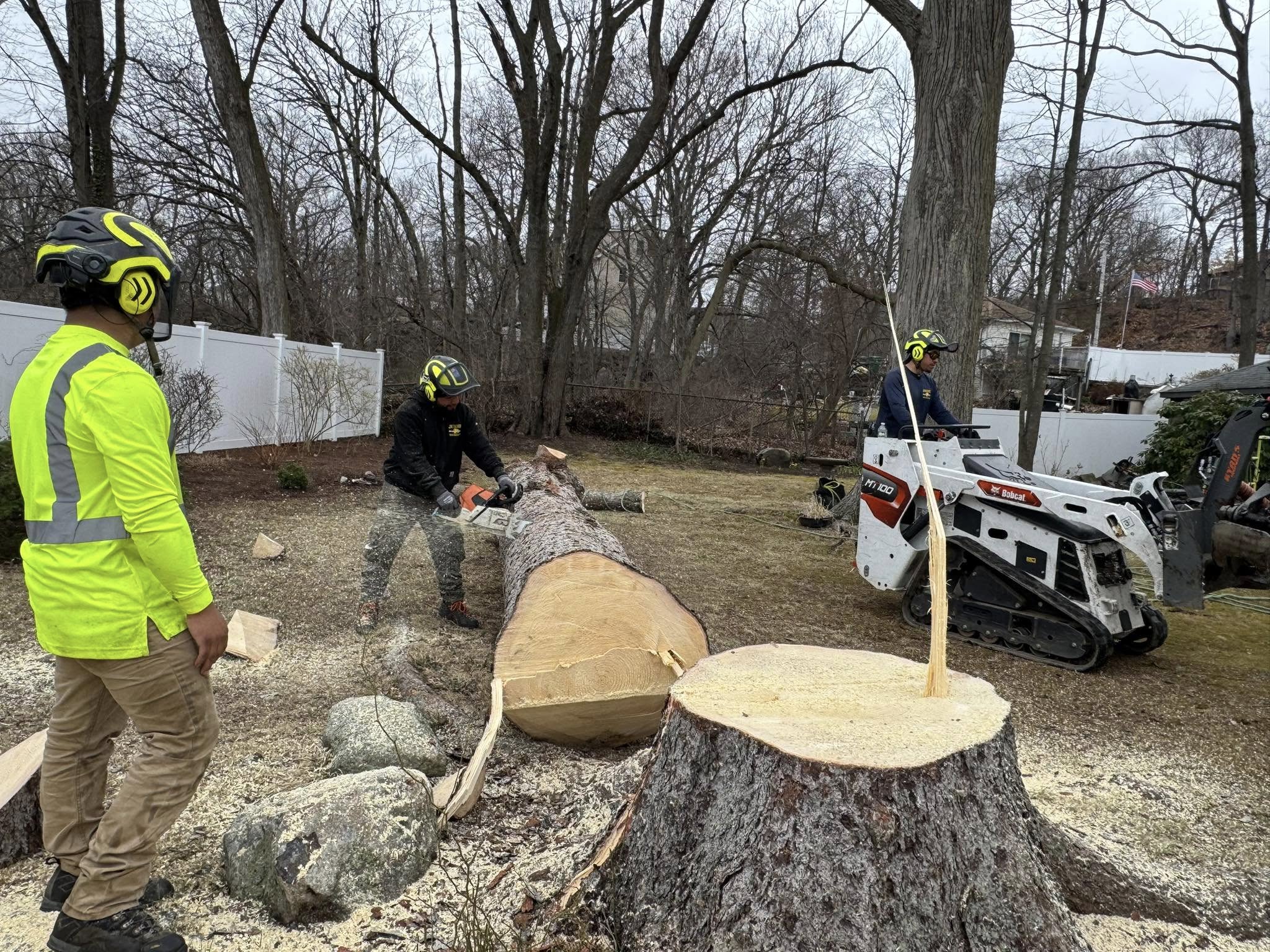Tree Removal Services in Wilmington
