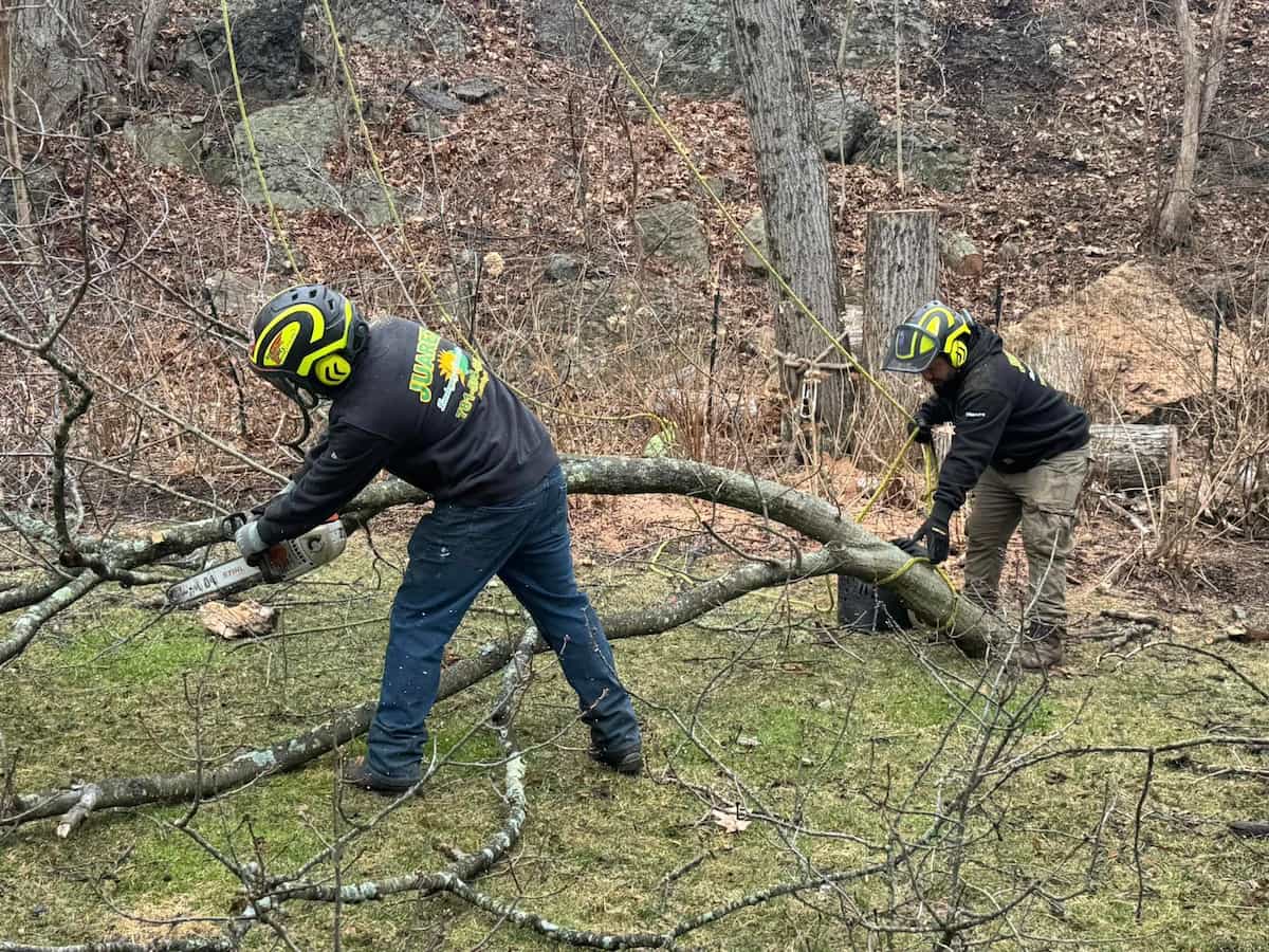 Tree Removal Services in Winchester